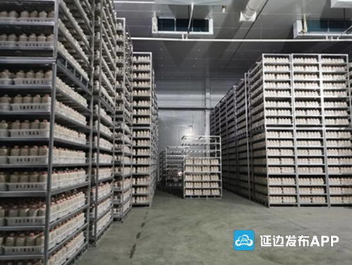 安图县杏鲍菇生产基地实现工厂化生产