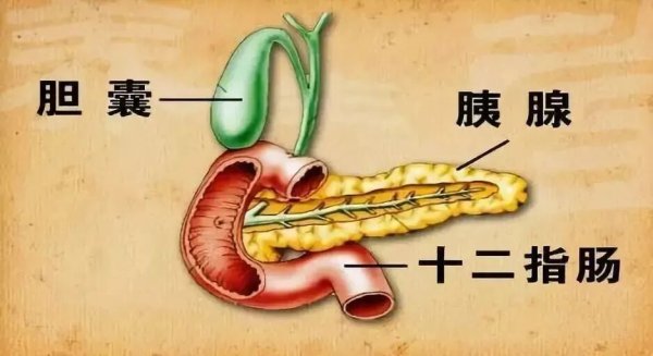 世界杯下单平台 25岁女子“饿6天吃1天”，一个月瘦15斤！